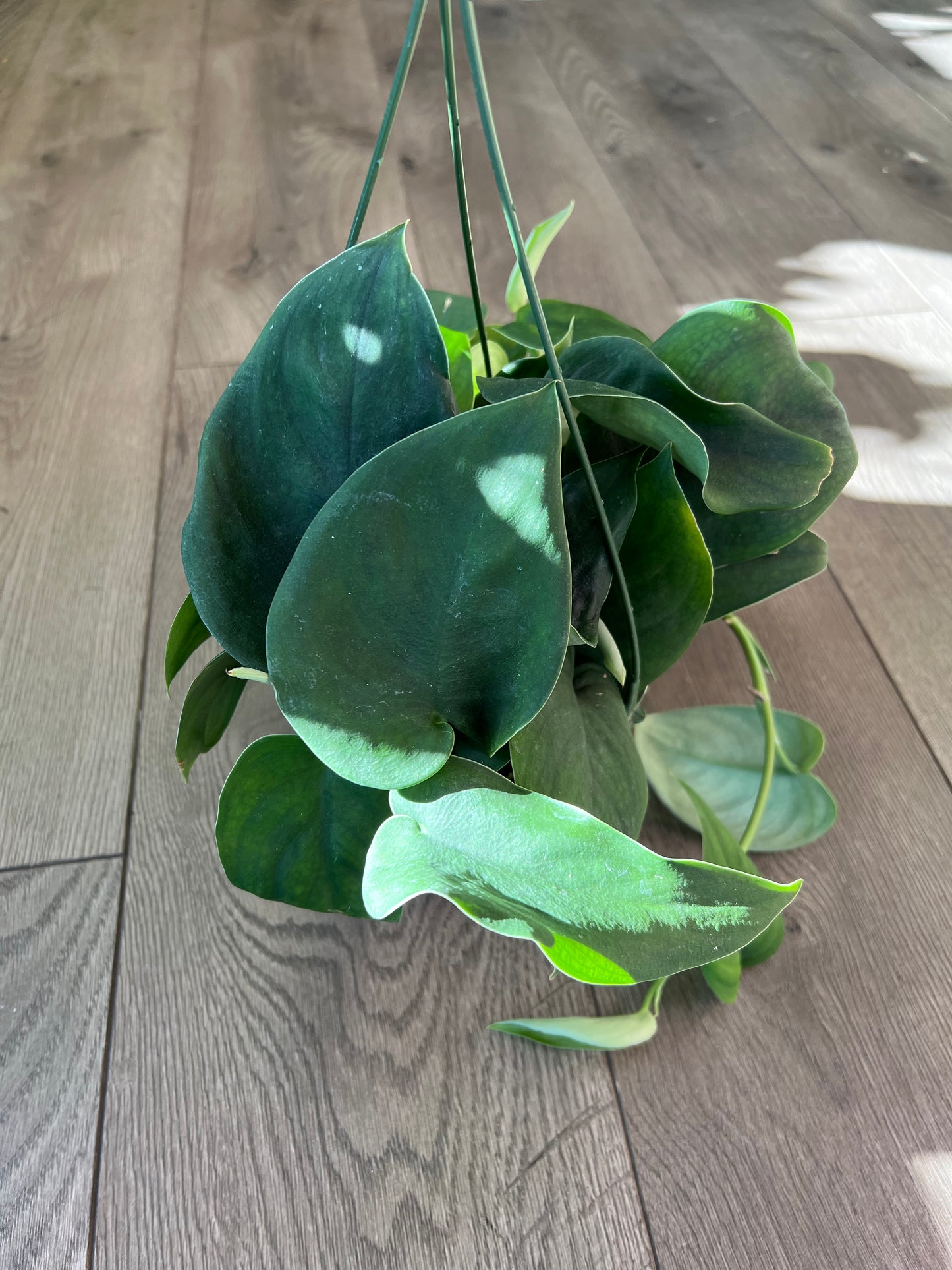 Scindapsus 'Jade Satin'