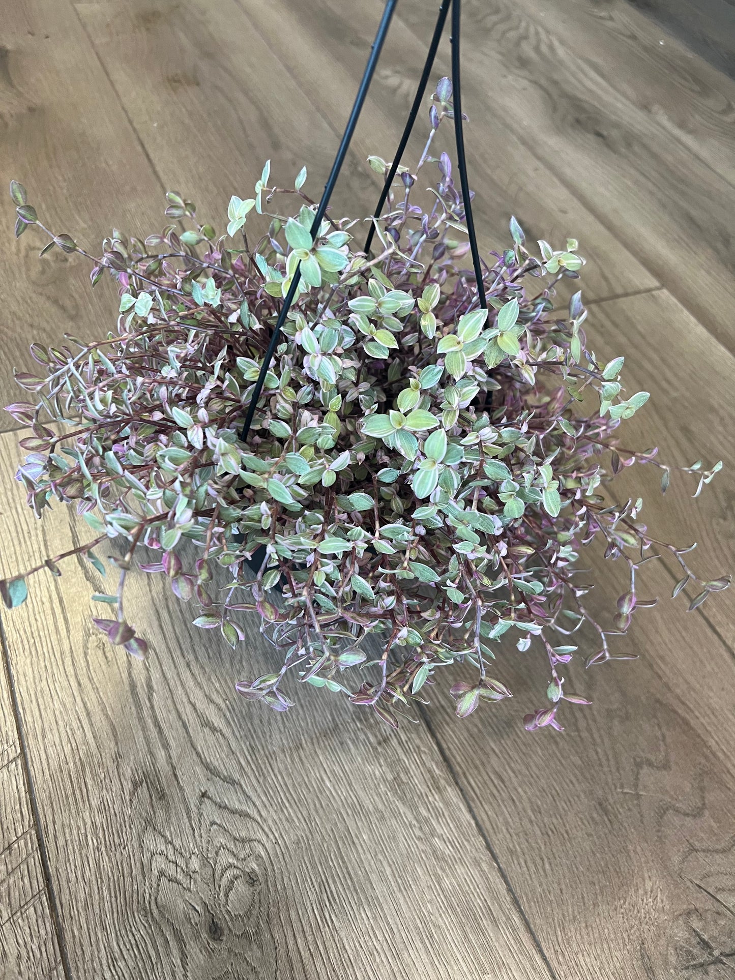 callisia repens 'Pink Panther'