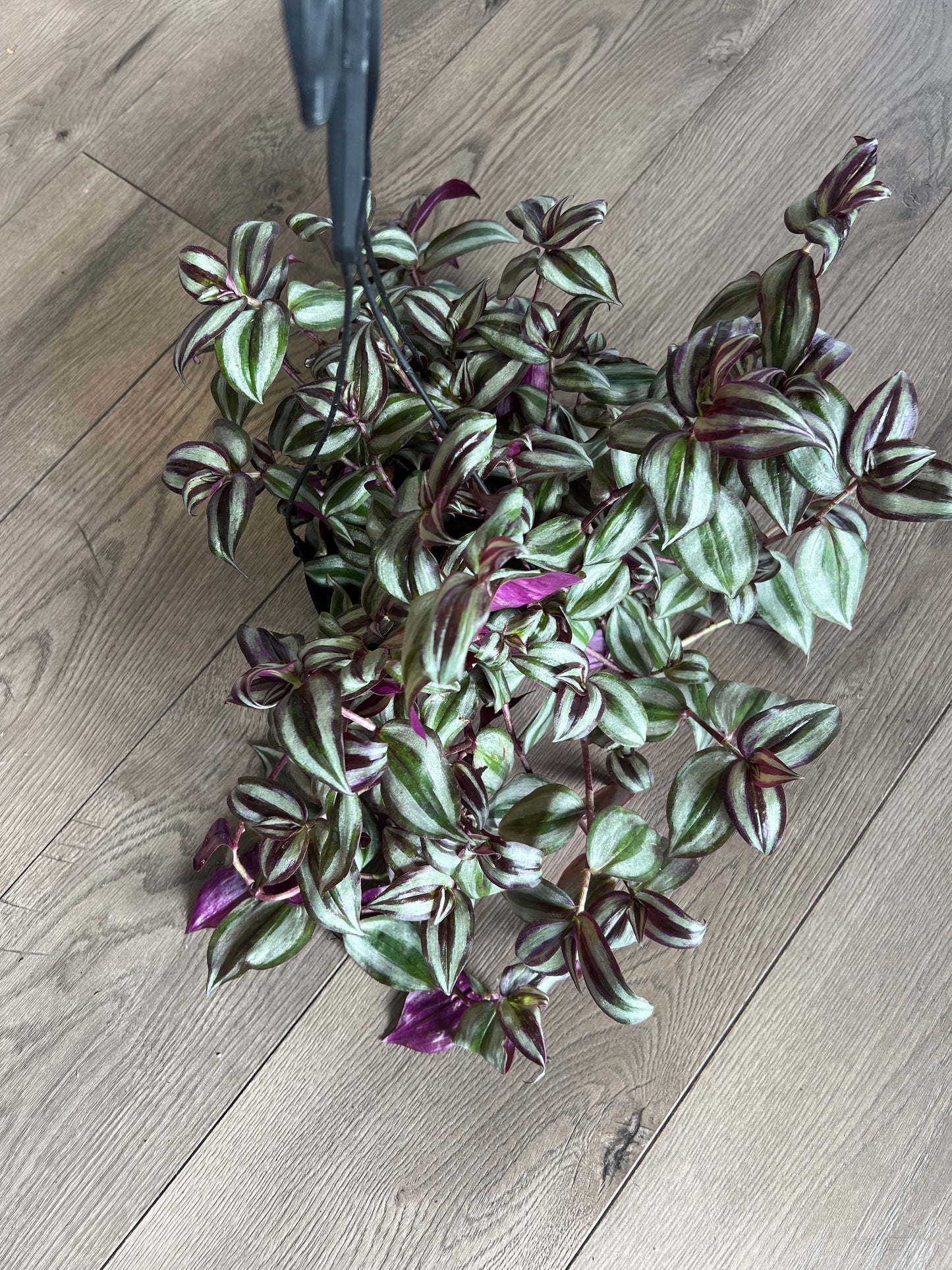 Tradescantia ‘Zebrina’