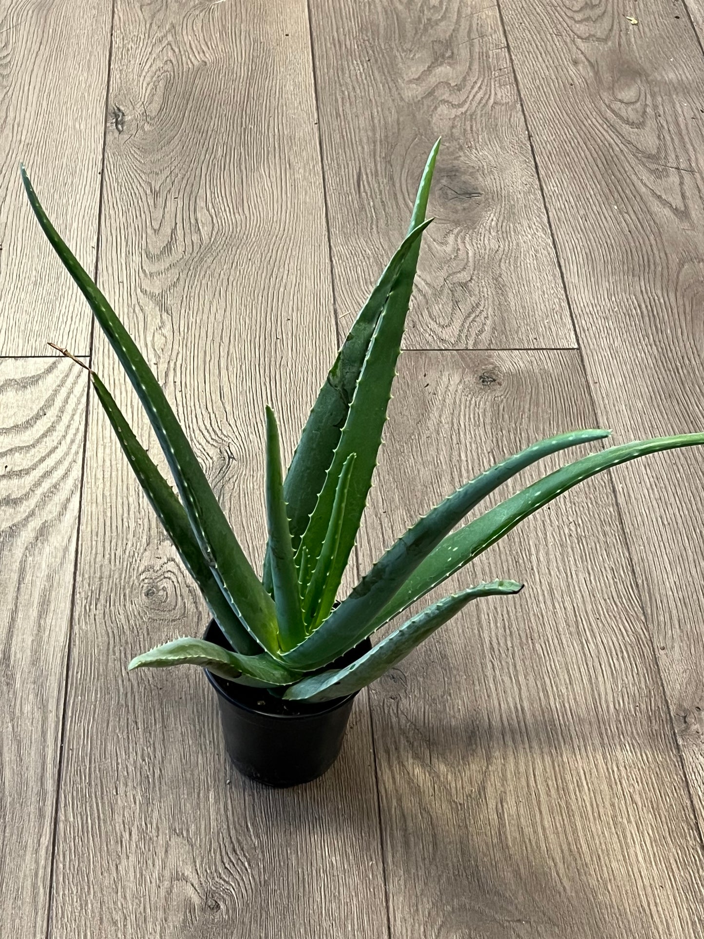 Aloe Vera