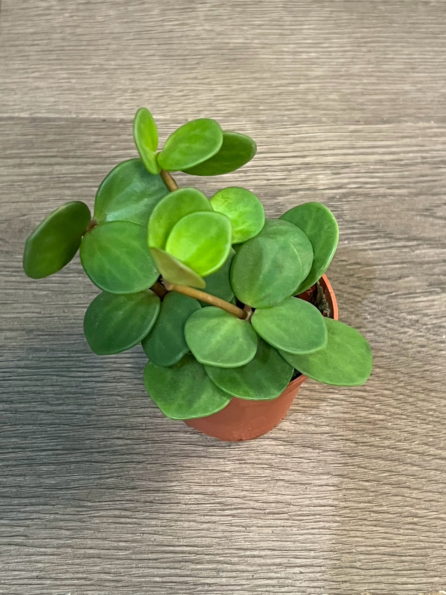 Peperomia 'Hope'
