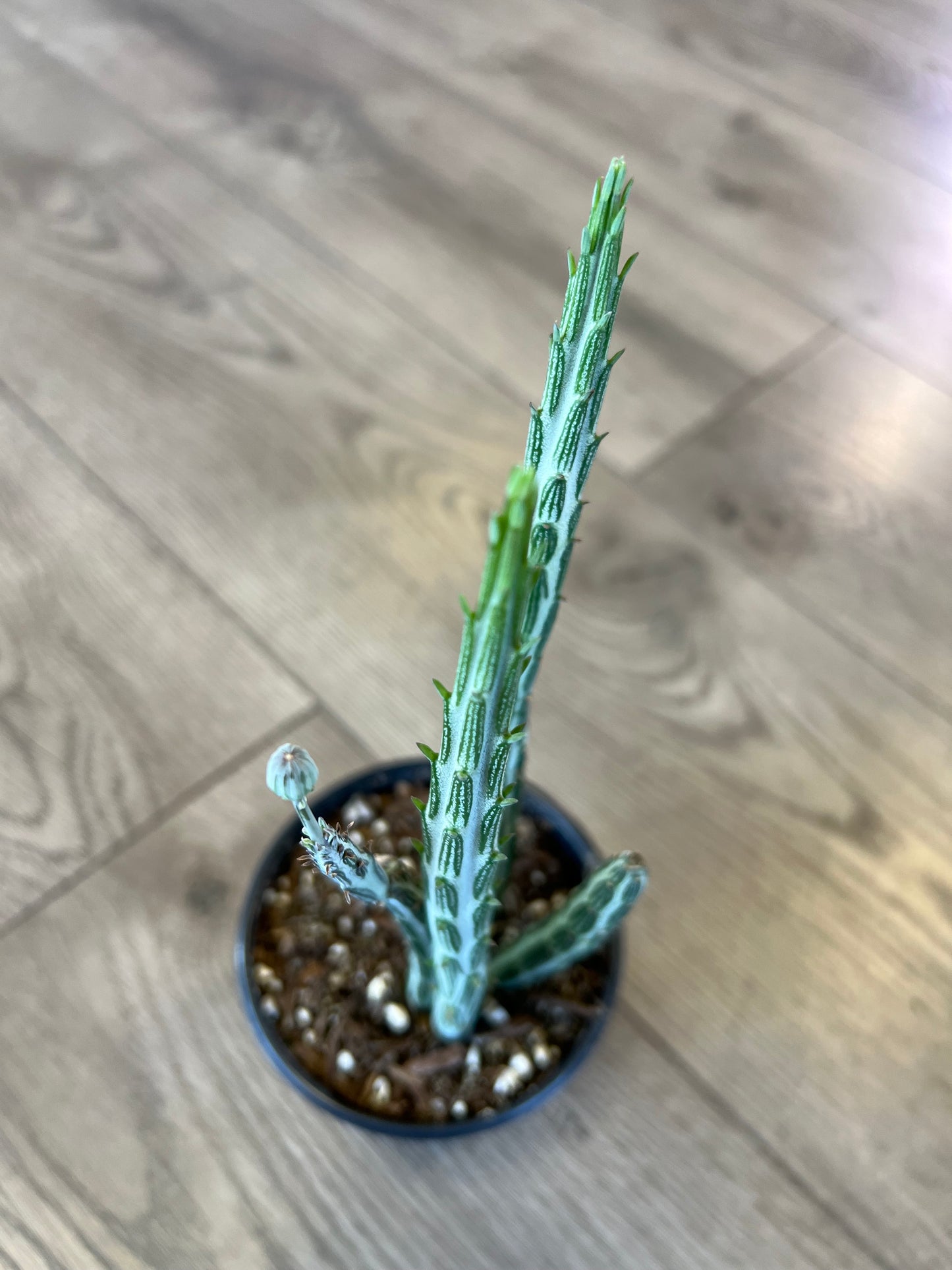 Scenecio stapeliiformis 'Pickle Plant'