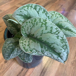 Scindapsus 'Exotica'