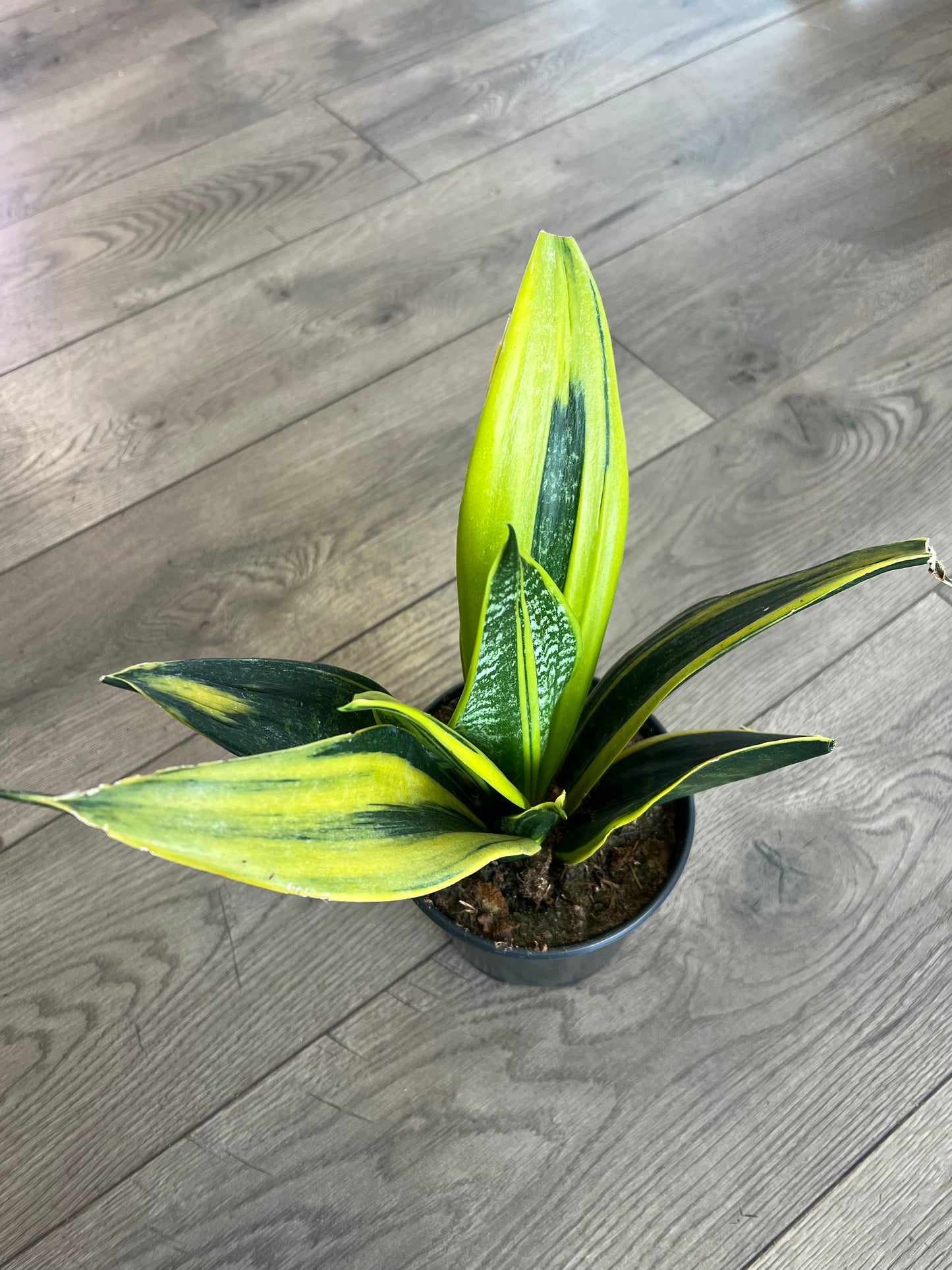 Sanseveria 'Gold Flame Snakeplant’