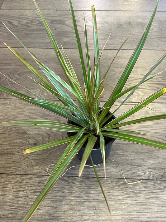Dracaena marganita 'Bi-Color'