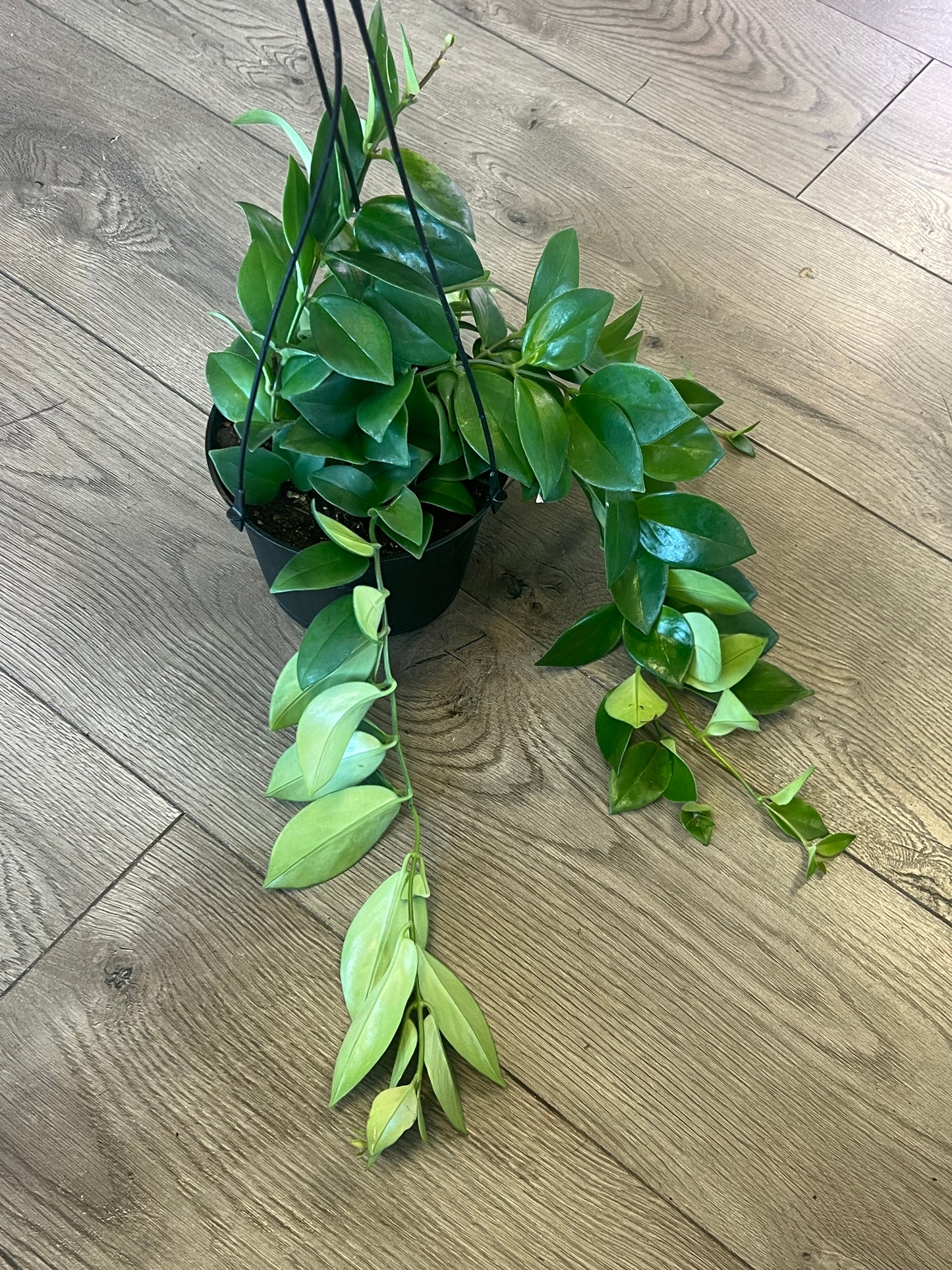 Aeschynanthus obconicus 'Mona Lisa Lipstick'