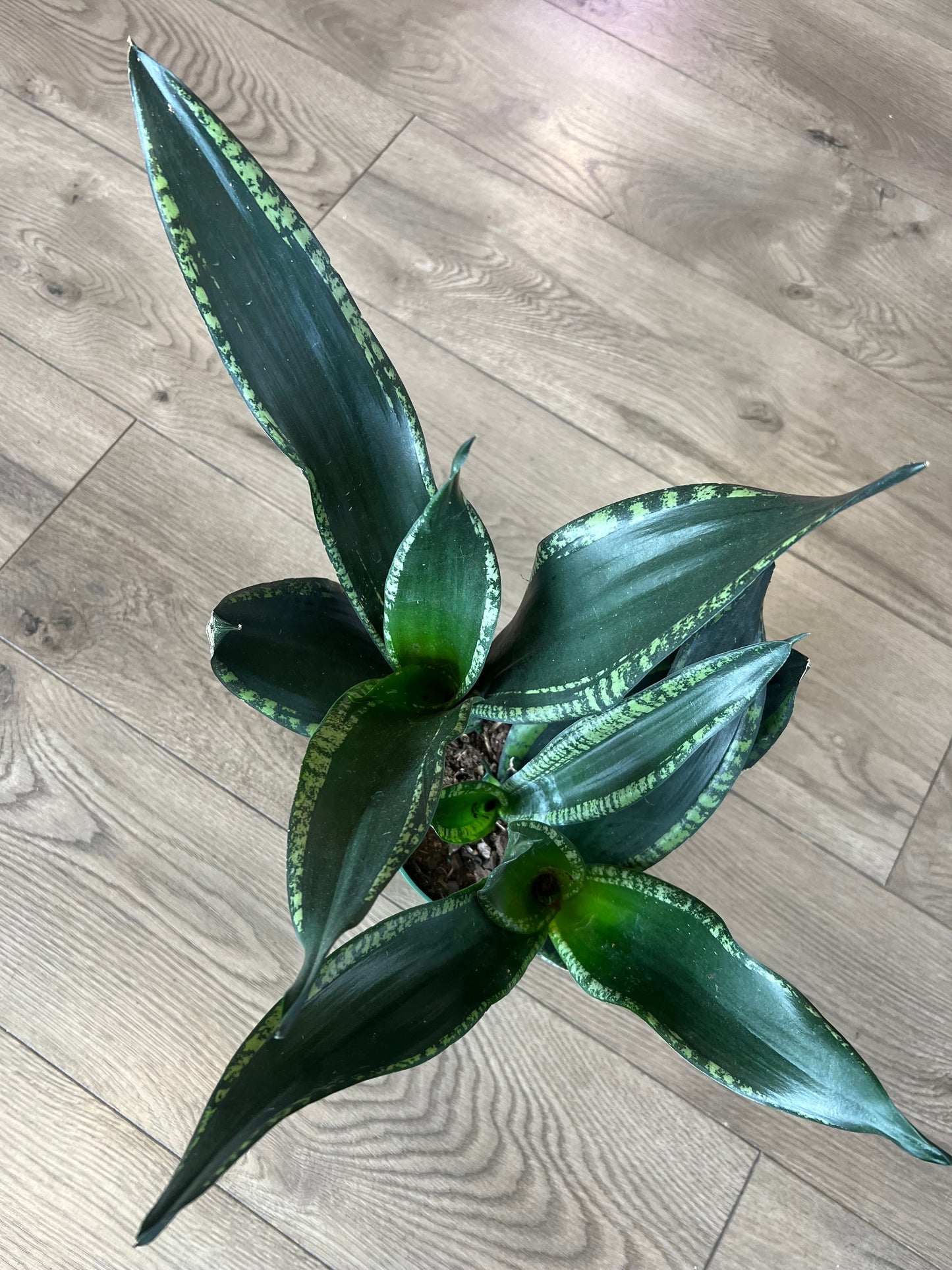 Sansevieria 'Whitney'