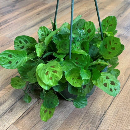 Maranta 'Prayer Plant Rabbit Foot’