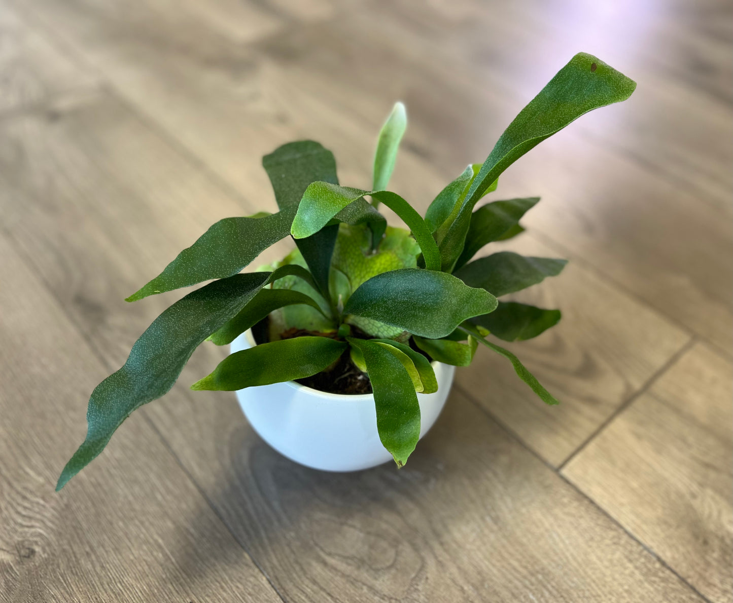 Platycerium ‘Staghorn Fern’