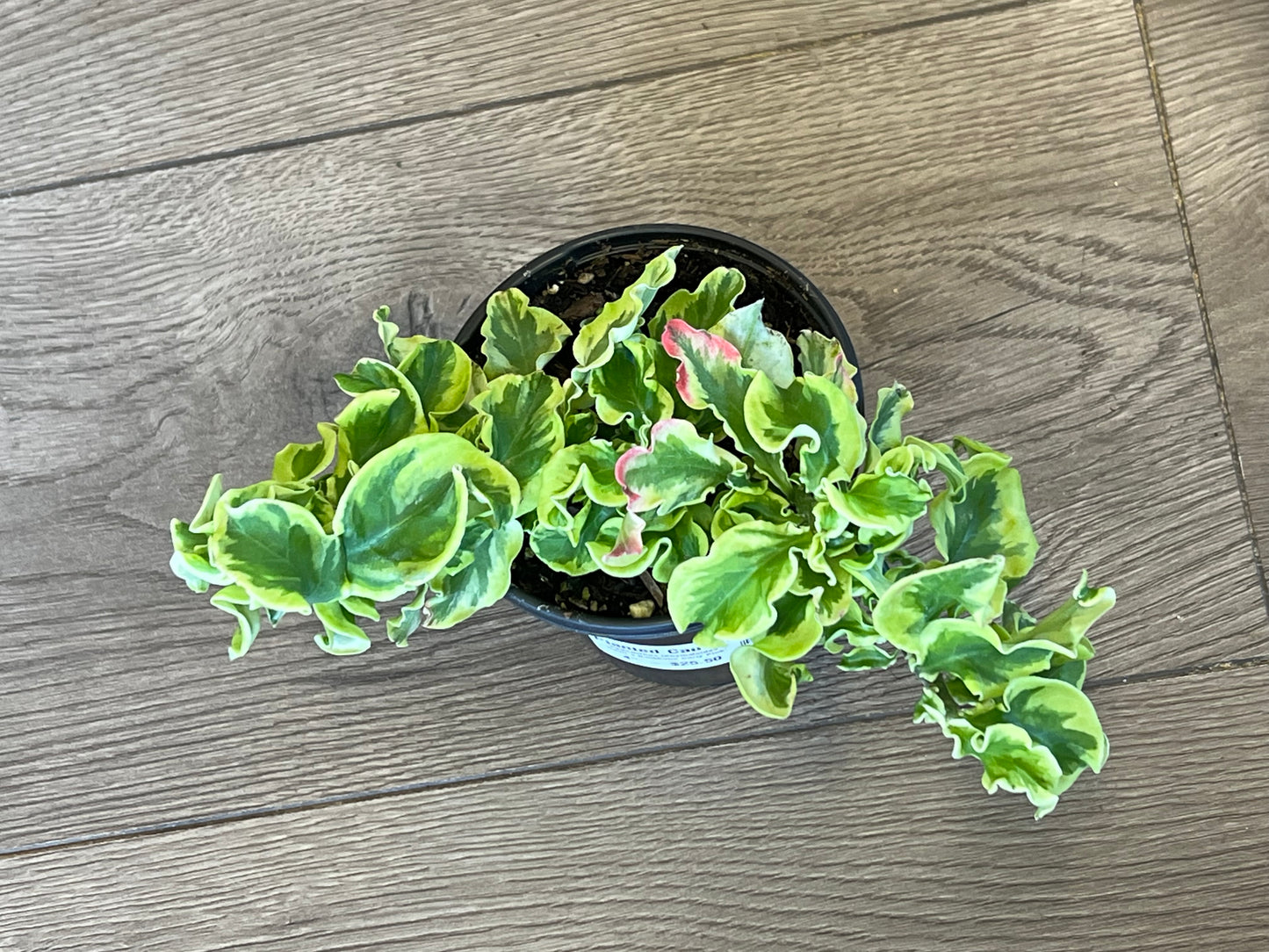 Pedilanthus tithymaloides 'Devil's Backbone curly pink'