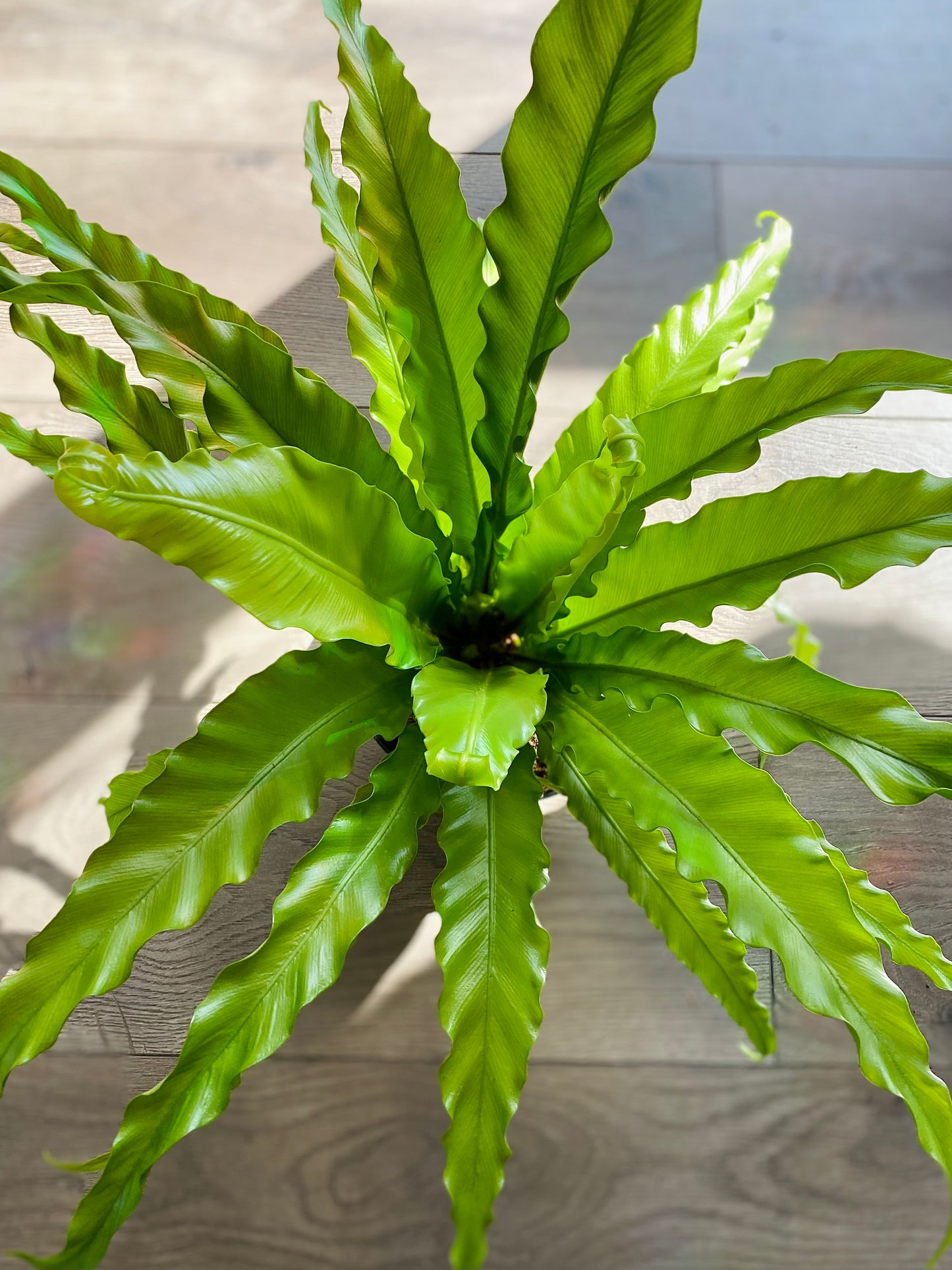 Asplenium antiquum 'Victorian Birds Nest'