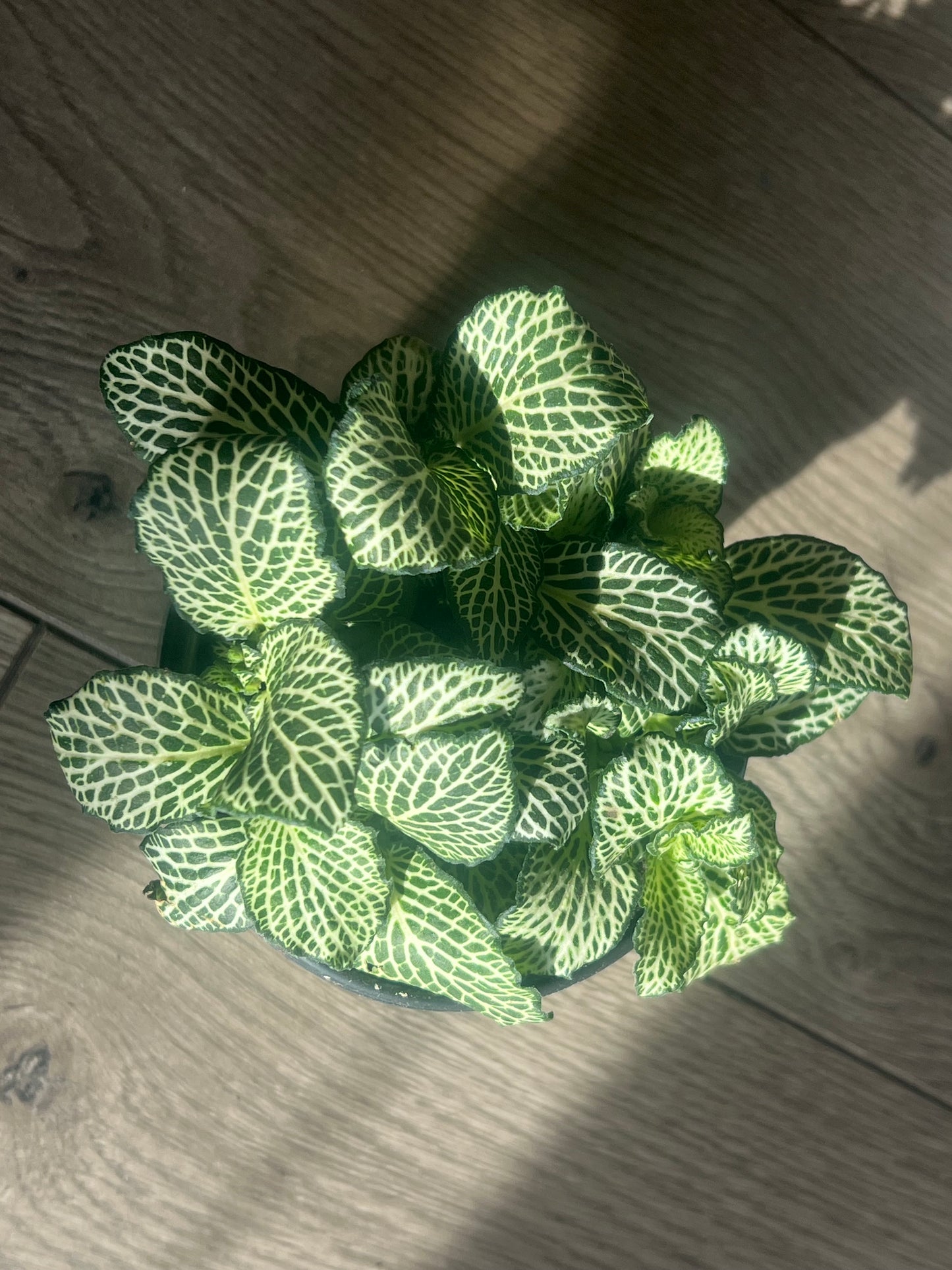Fittonia 'Nerve Plant' White