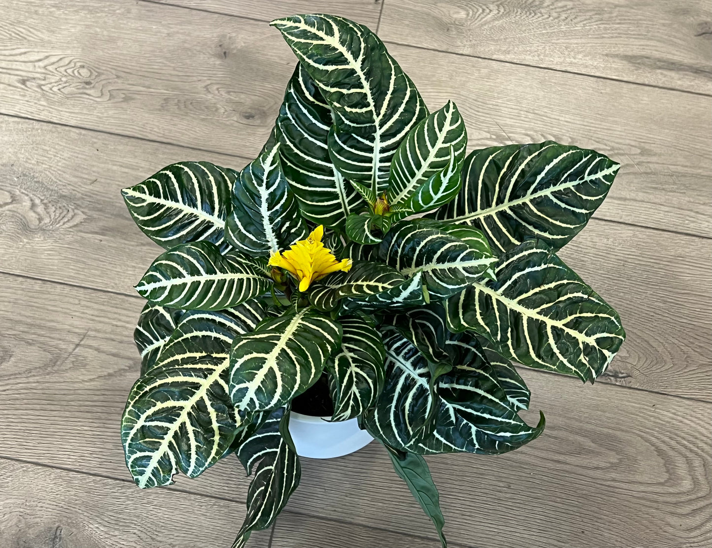 Aphelandra squarrosa 'Zebra Plant'