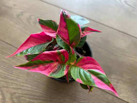 Alternathera ficoidea 'Party Time'