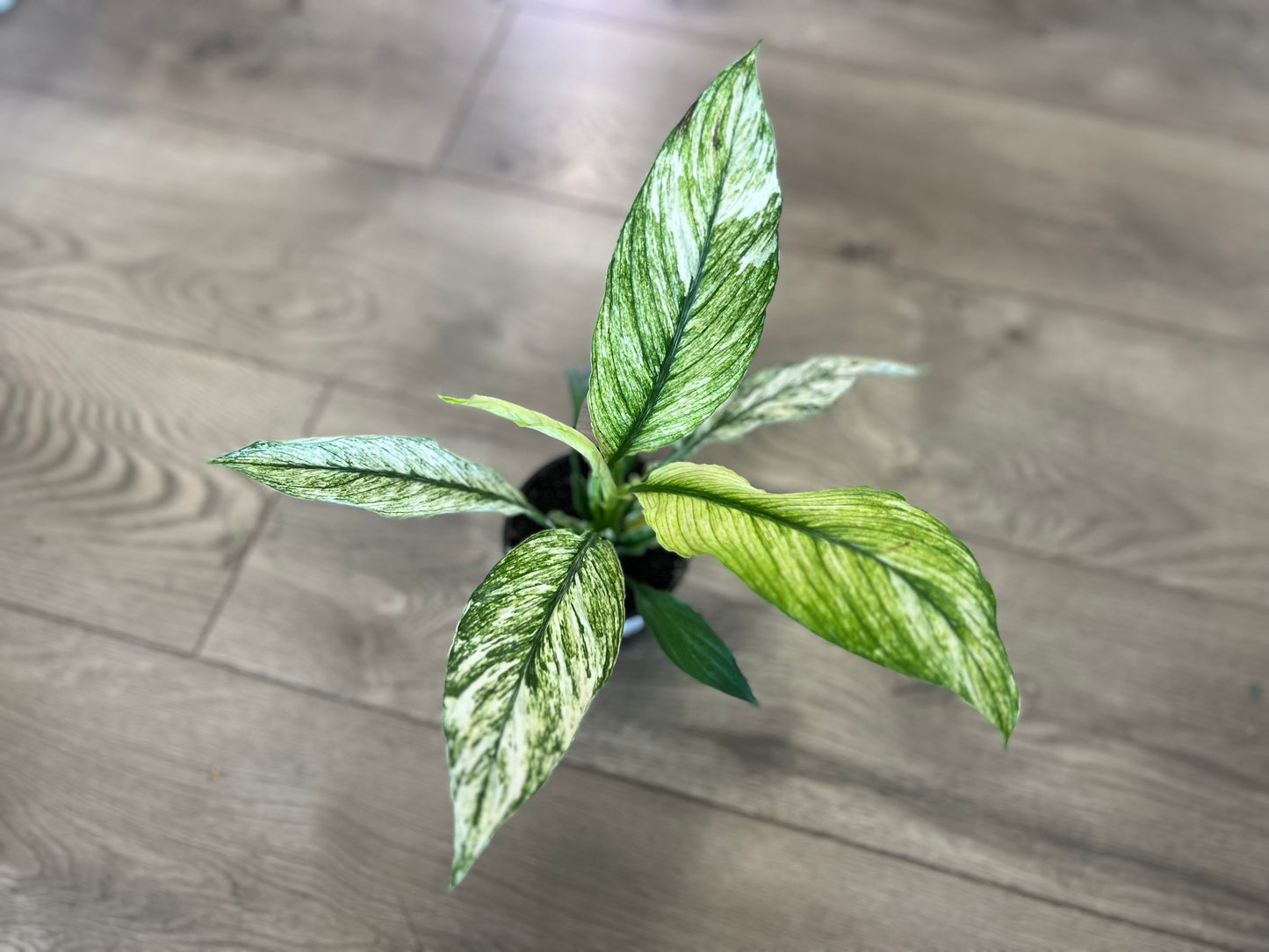 Spathiphyllum 'Jessica Peace Lily'
