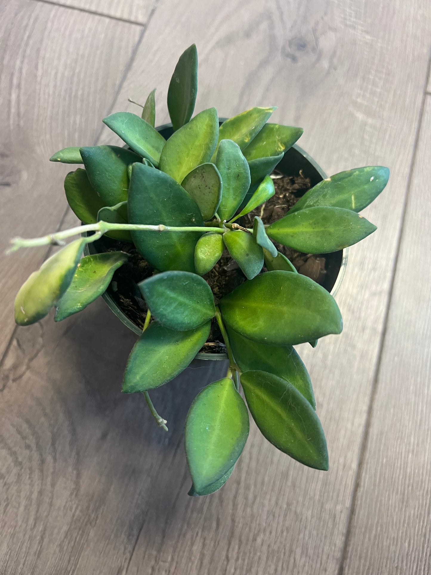 Hoya 'DS 70 Variegated'