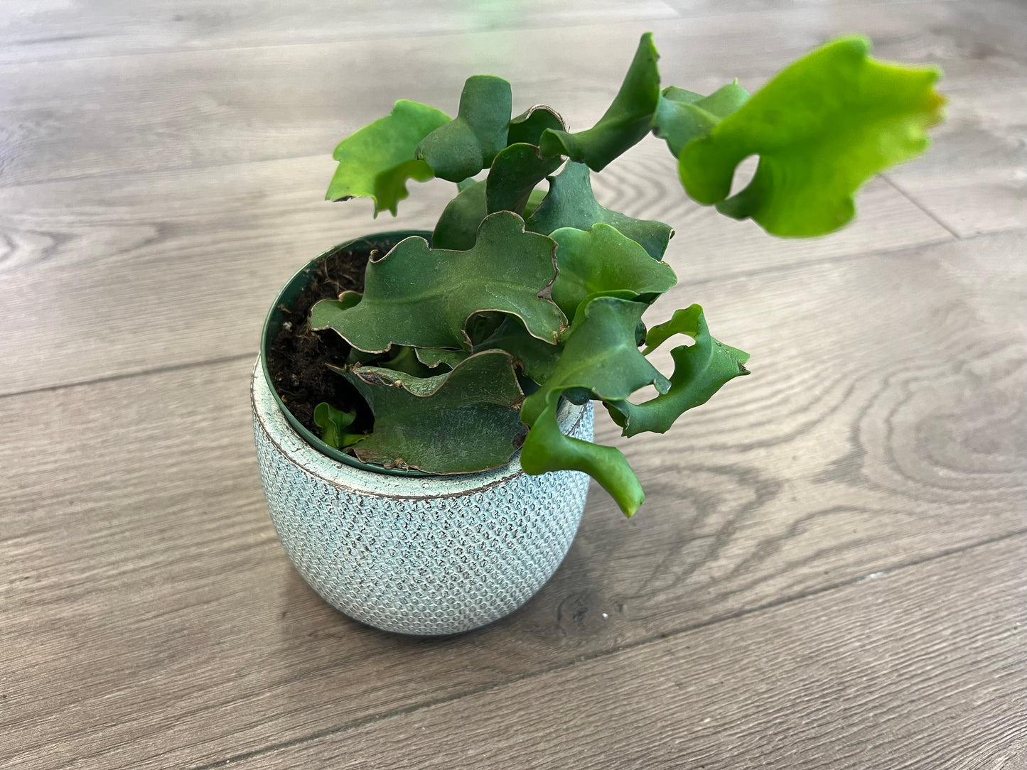 Epiphyllum guatemalense 'Curly Sue Orchid Cactus'