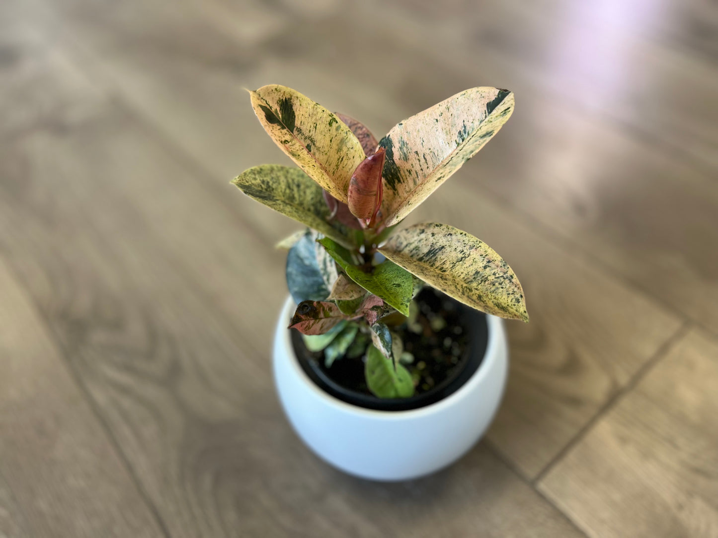 Ficus elastica 'Shivereana'