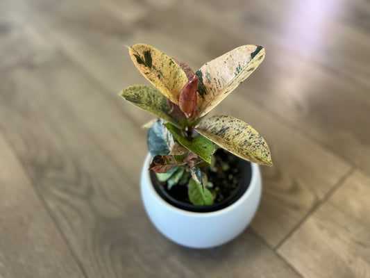 Ficus elastica 'Shivereana'