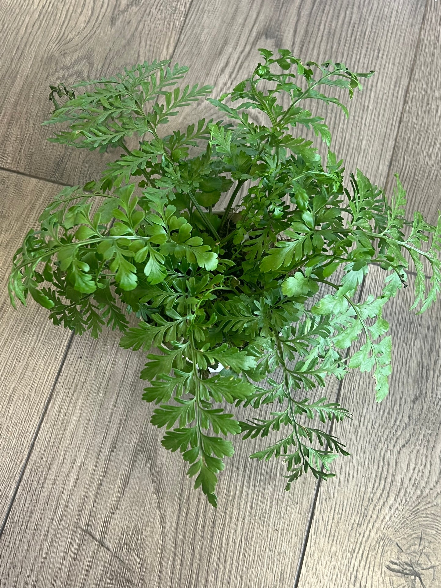 Asplenium Parvati 'Mother fern'