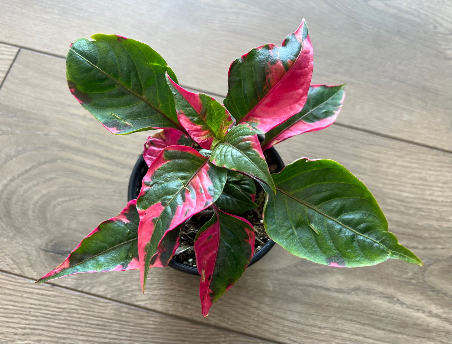 Alternathera ficoidea 'Party Time'