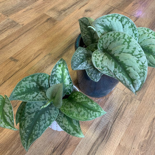 Scindapsus 'Exotica'