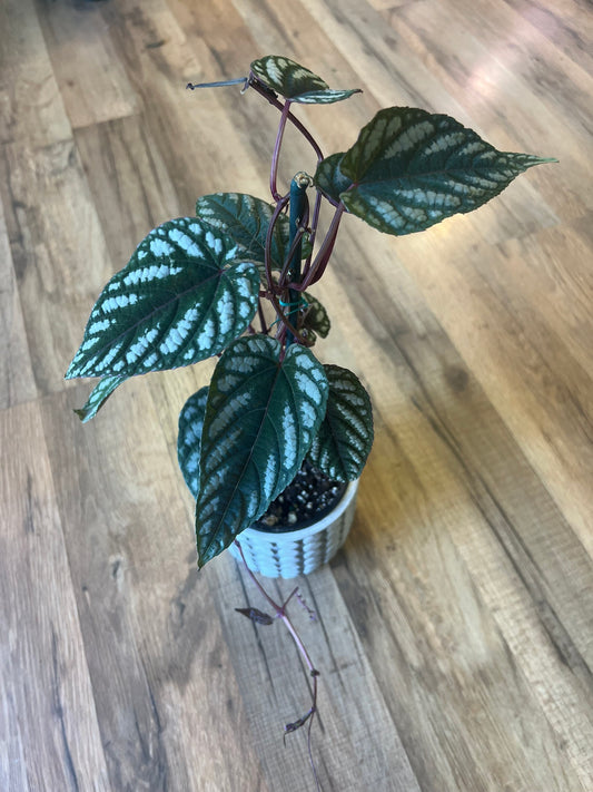 Cissus javana 'Begonia Vine'