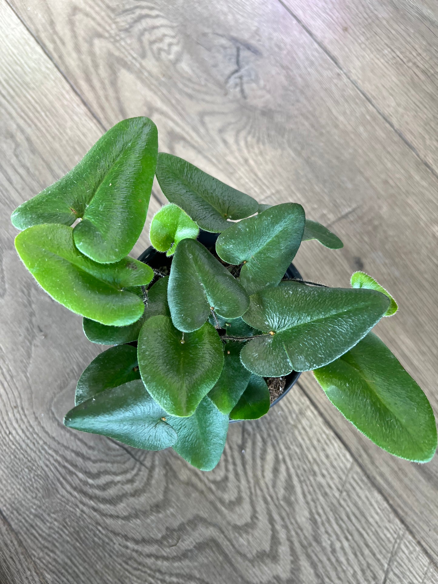 Hemipnitis arifolia 'Heart Fern'