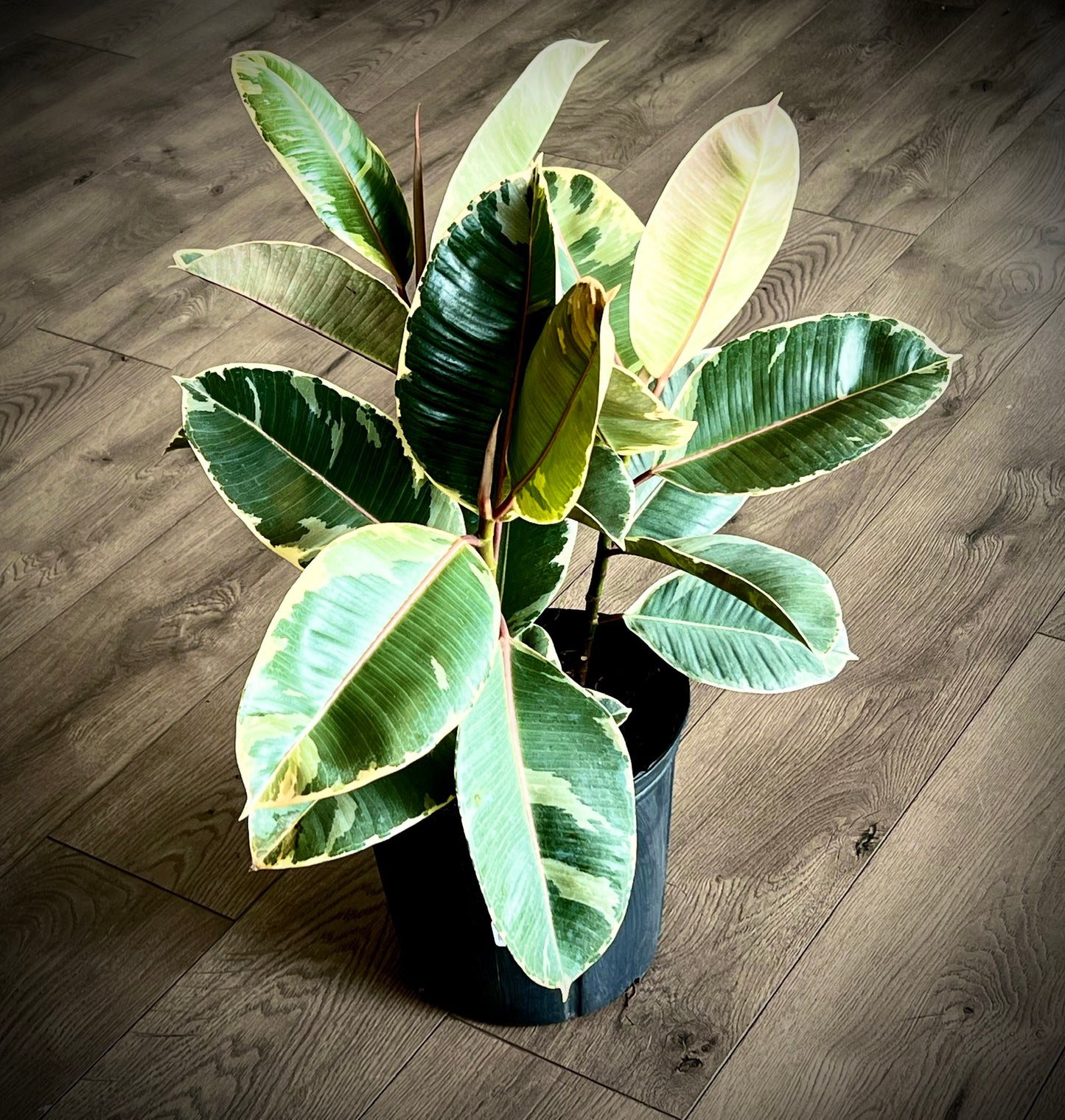 Ficus elastica 'Tineke Rubber tree'