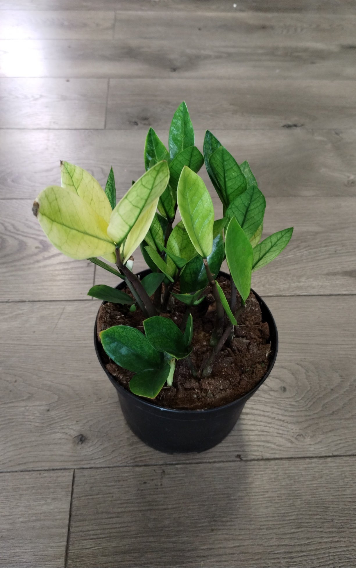 Zamioculcas zamiifolia 'Chameleon ZZ'