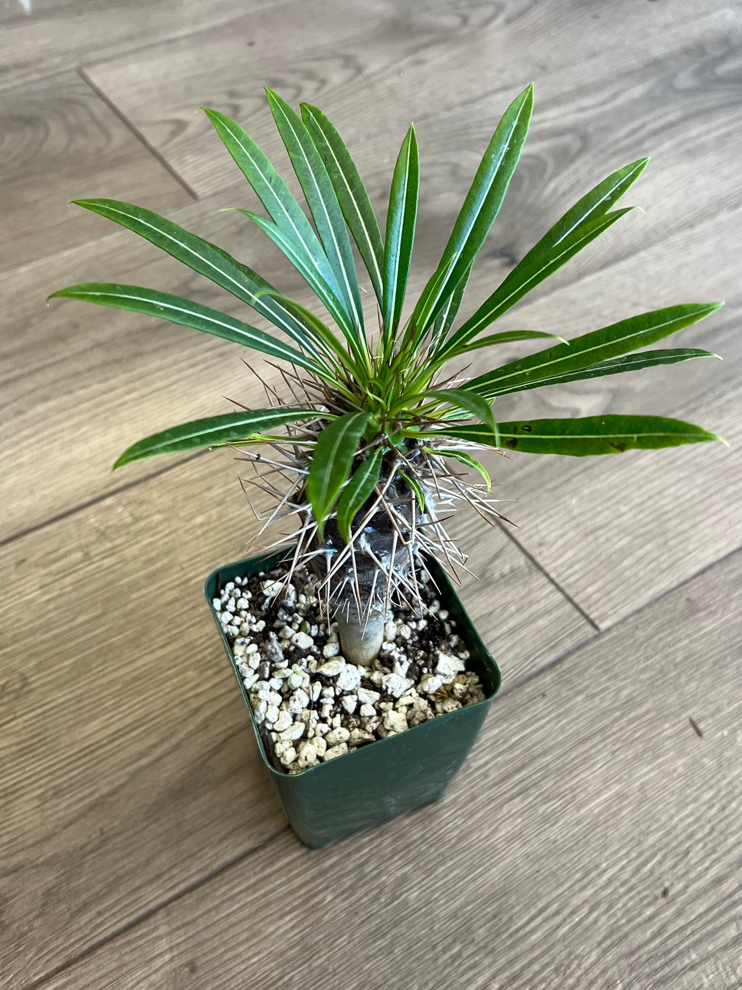 Pachypodium 'Madagascar Palm'