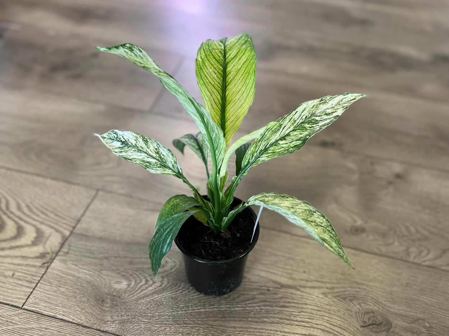 Spathiphyllum 'Jessica Peace Lily'