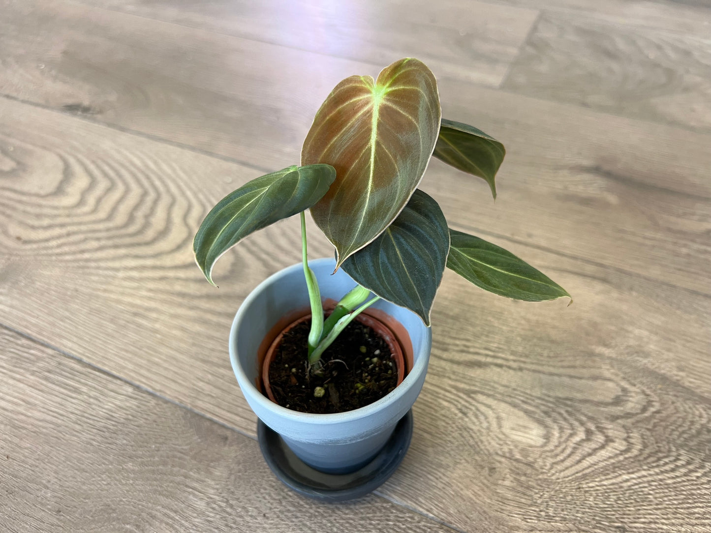 Philodendron melanochrysum