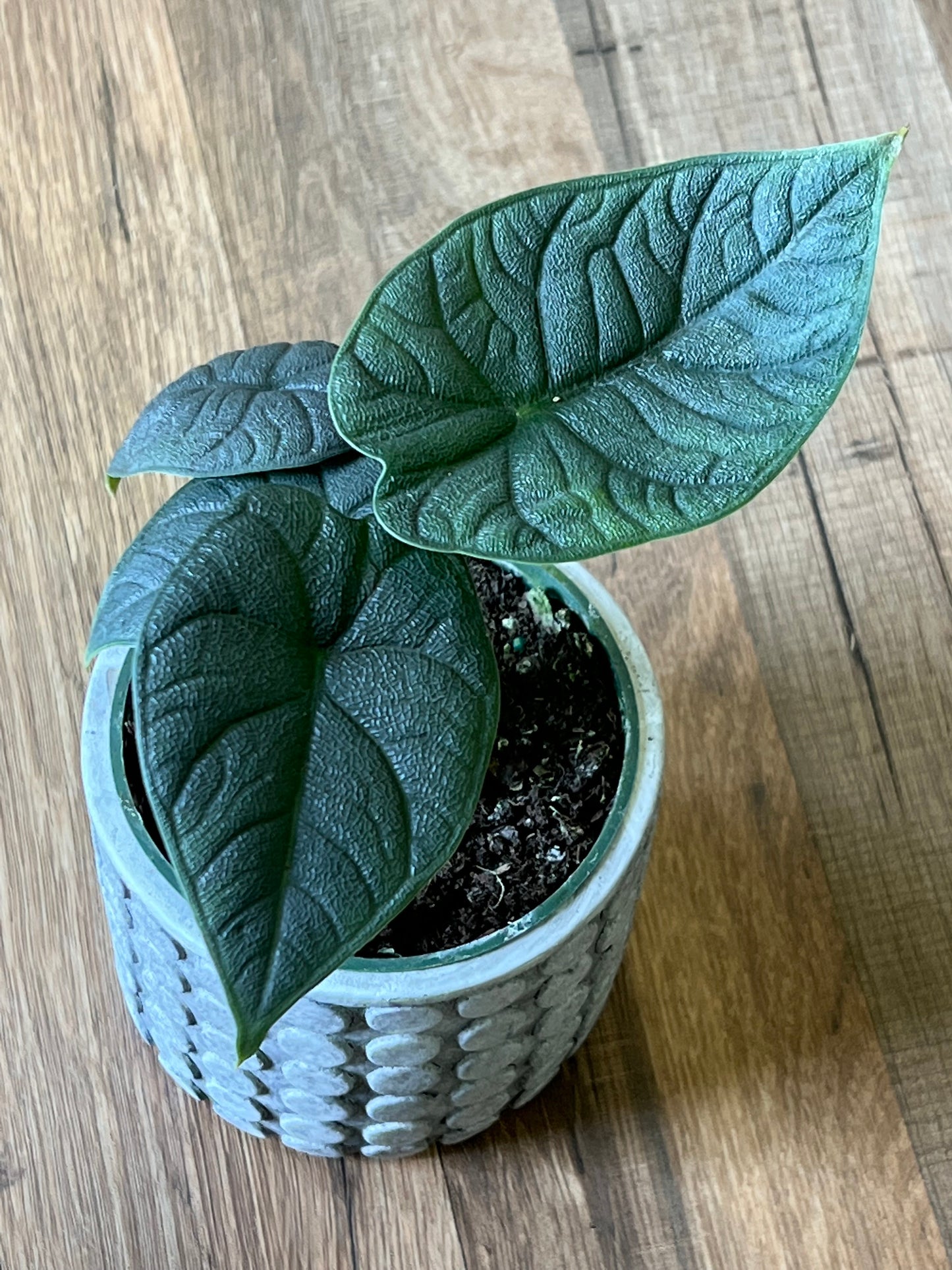 Alocasia 'Melo’