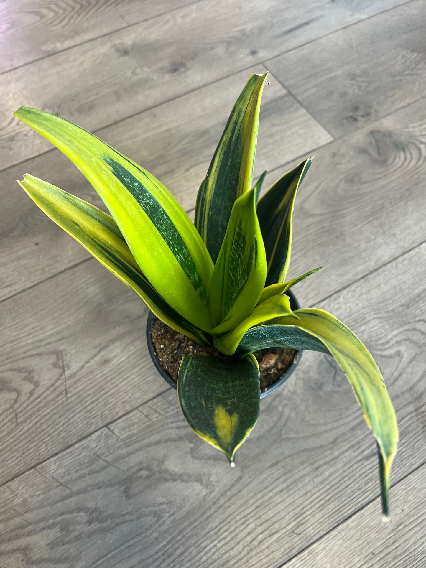 Sanseveria 'Gold Flame Snakeplant’