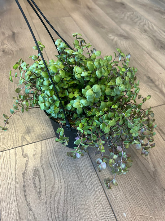 callisia repens 'Turtle Vine'