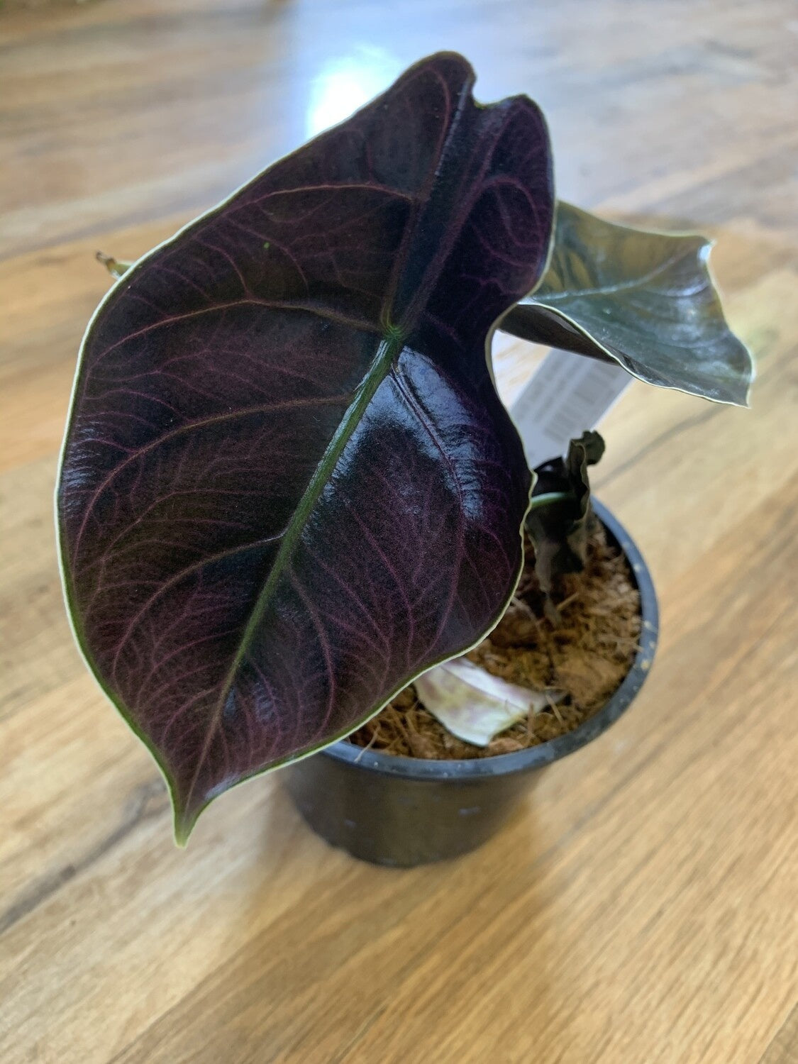 Alocasia 'Azlani'