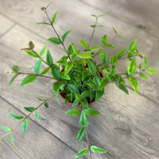 Hoya lanceolata 'Bella'