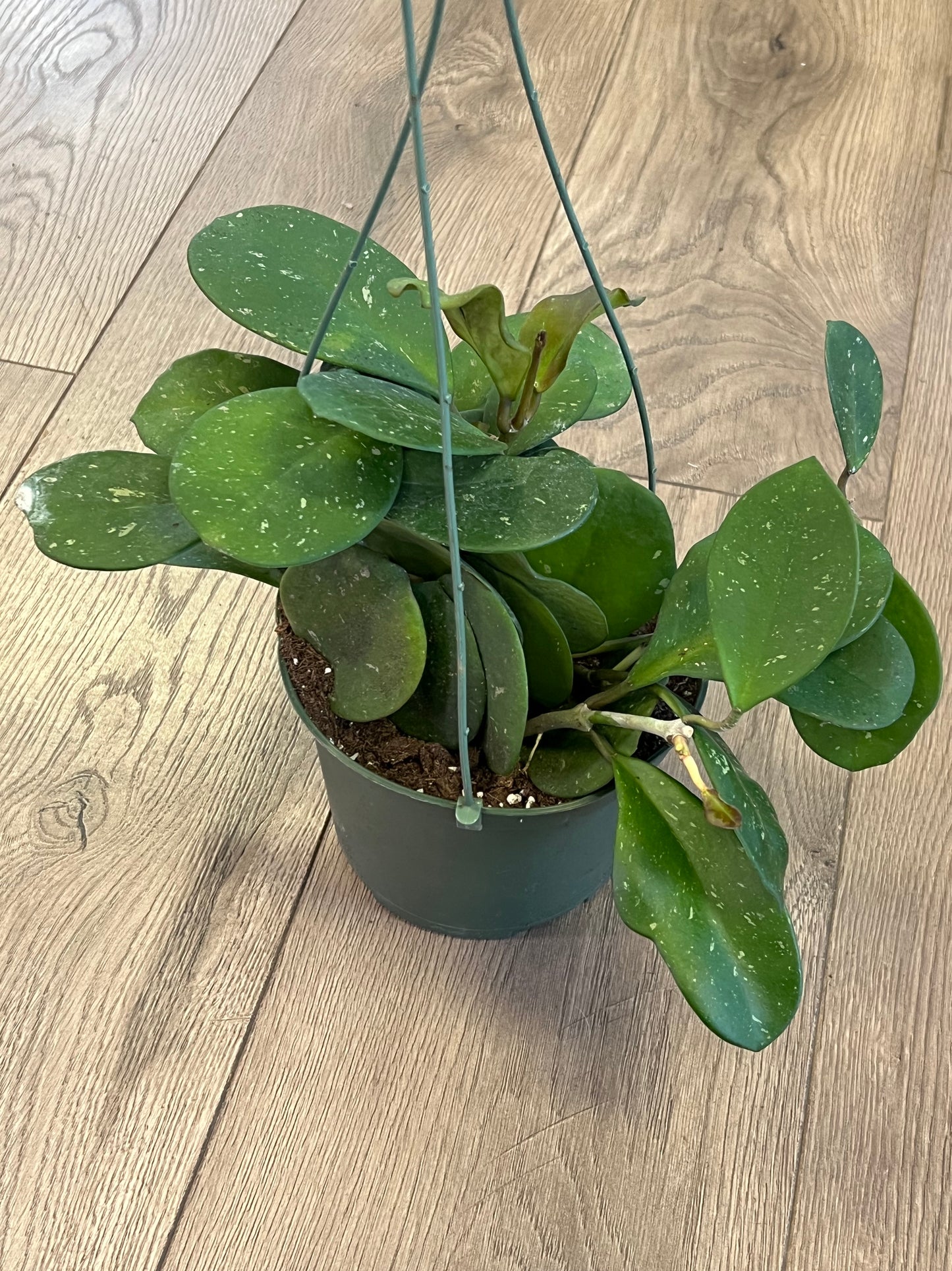 Hoya obovata