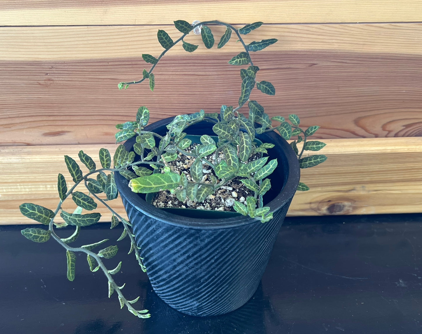 Solanum evolvlifolium