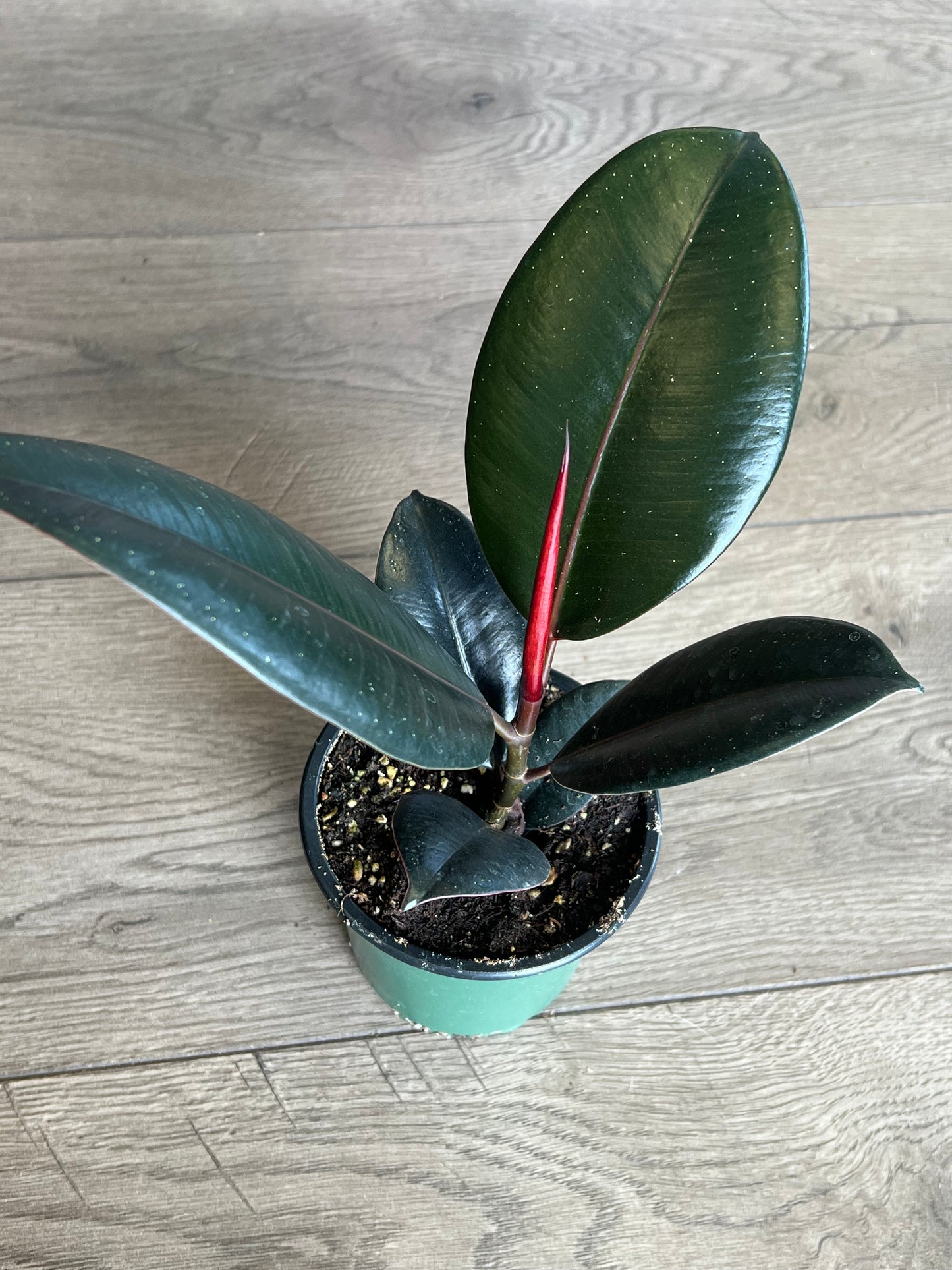 Ficus elastica 'Burgundy Rubber tree'