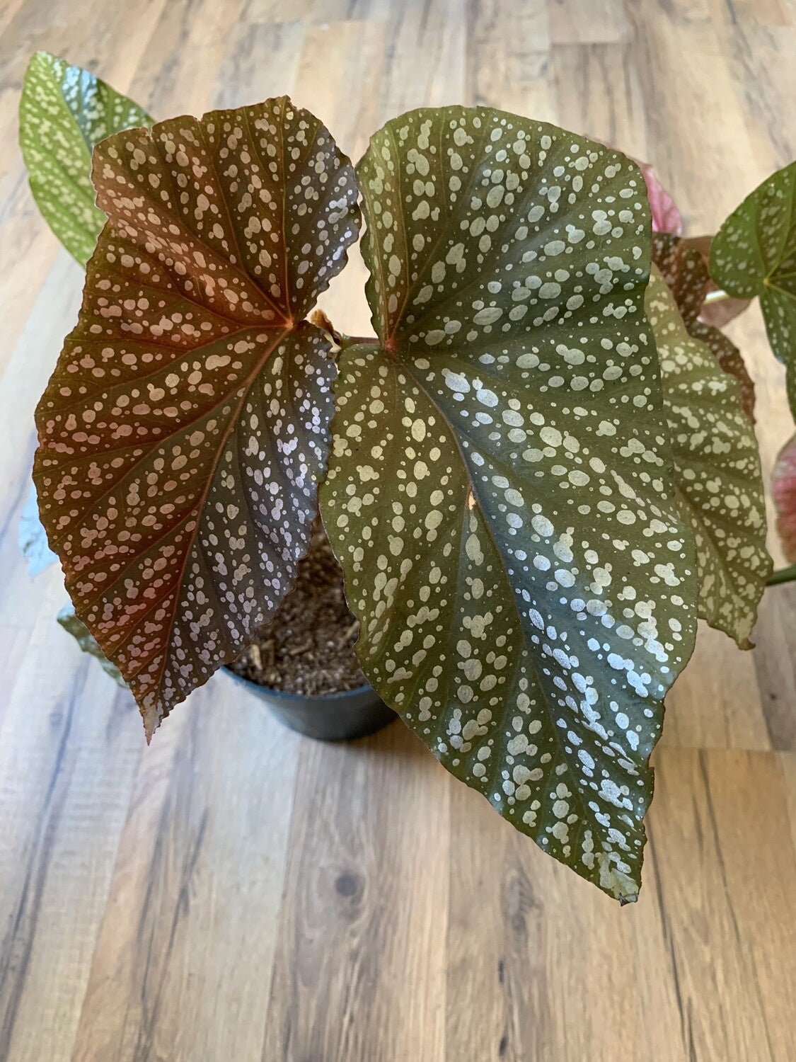 Angel wing Begonia 'Lucerna'