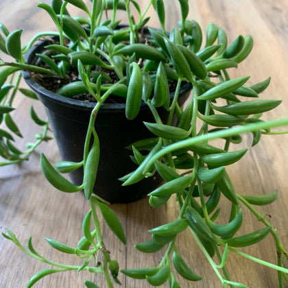 Senecio radicans 'String of Bananas'