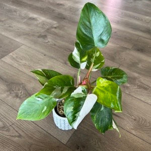 Philodendron 'White Princess'