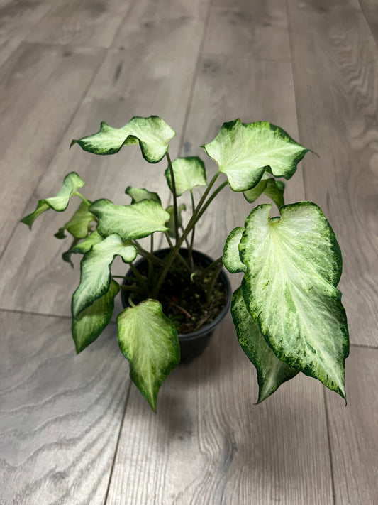 Caladium 'Queen'