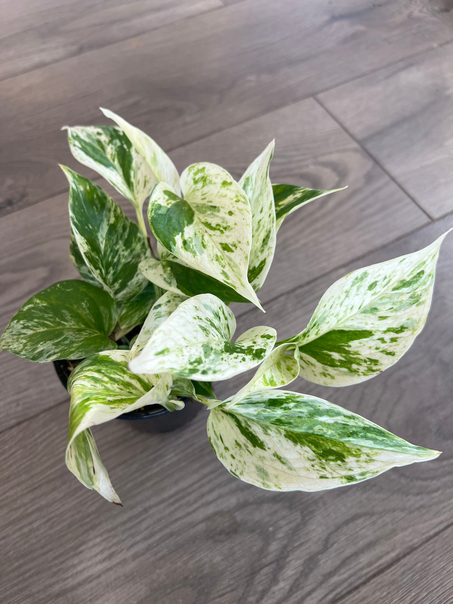Epipremnum aureum 'Snow Queen Pothos'