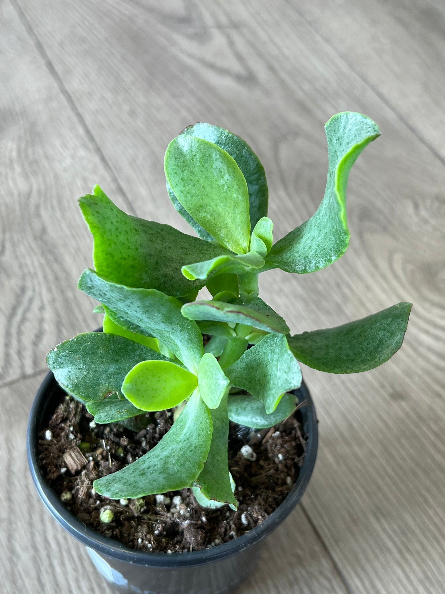 Crassula abor 'Curly Green Ripple Jade'