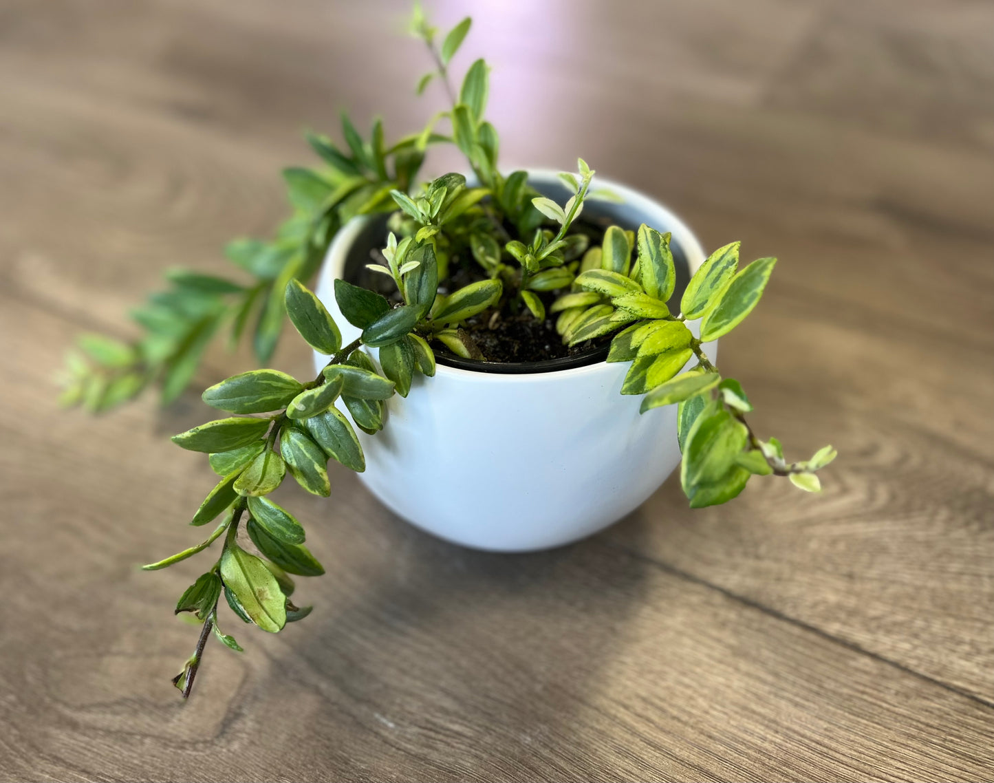 Aeschynanthus 'Bolero Bicolor lipstick'