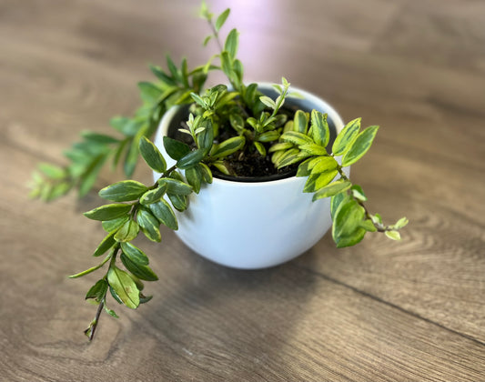 Aeschynanthus 'Bolero Bicolor lipstick'