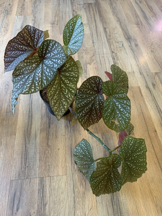 Angel wing Begonia 'Lucerna'